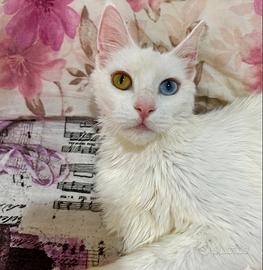 Maine coon occhi impari