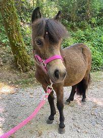 Pony femmina