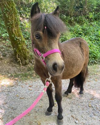 Pony femmina