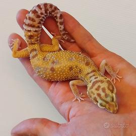 Geco leopardino