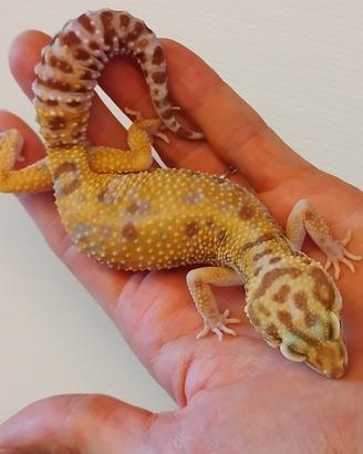 Geco leopardino