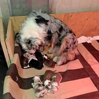 Australian shepherd o pastore australiano