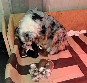 Australian shepherd o pastore australiano
