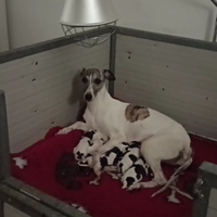 11 meravigluosi cuccioli di Whippet