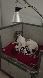 11 meravigluosi cuccioli di Whippet