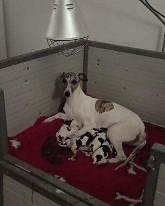 11 meravigluosi cuccioli di Whippet