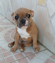 Bulldog francese