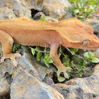 Geco Ciliatus/Crestato Phantom