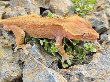 Geco Ciliatus/Crestato Phantom