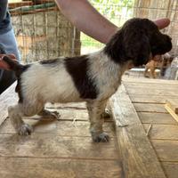 Cuccioli springer