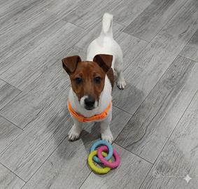 ?Splendido Cucciolo di Jack Russell ?
