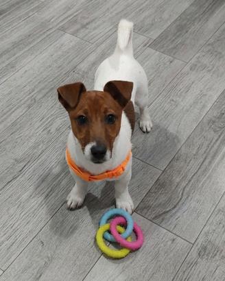 ?Splendido Cucciolo di Jack Russell ?