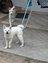 Akita Inu