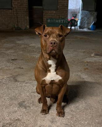 Pitbull Red noise per accoppiamento