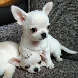 TOM & JERRY - CHIHUAHUA TOY CUCCIOLI bianchi