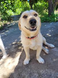 Adotta meticcia cucciola