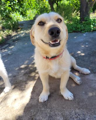 Adotta meticcia cucciola