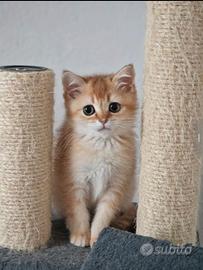 Gattini cuccioli scottish