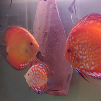 Coppia Discus