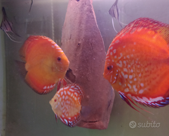 Coppia Discus