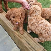 Cuccioi barboncini toy M e F