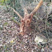 radice di noce.. radica.. 