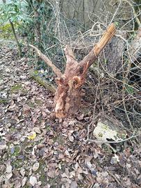 radice di noce.. radica.. 