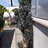 PIANTA GRASSA - CACTUS