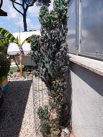 PIANTA GRASSA - CACTUS