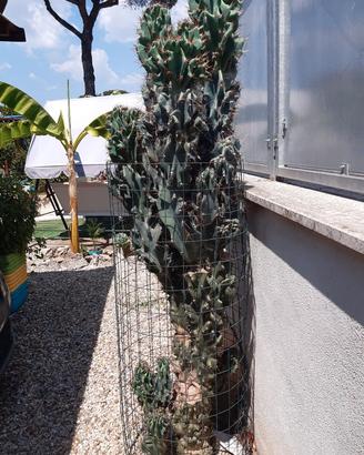 PIANTA GRASSA - CACTUS