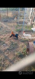 pulcini di galline Phoenix 