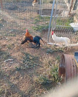 pulcini di galline Phoenix 