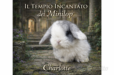 Cuccioli Super promo Minilop