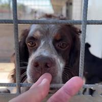 Cane in adozione springer spaniel tg medio piccola