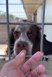 Cane in adozione springer spaniel tg medio piccola