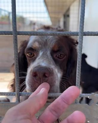 Cane in adozione springer spaniel tg medio piccola