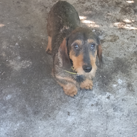 Cane bassotto tedesco di 4 anni