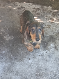 Cane bassotto tedesco di 4 anni