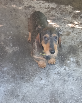 Cane bassotto tedesco di 4 anni