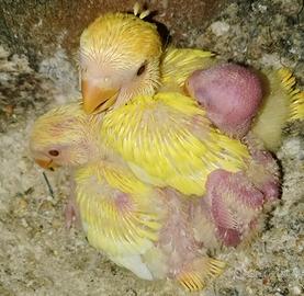 Pulli inseparabili varie mutazioni