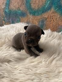 Bulldog francese esotico blu