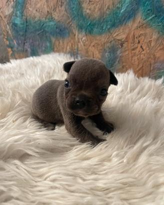 Bulldog francese esotico blu