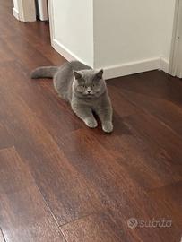 British shorthair per monta