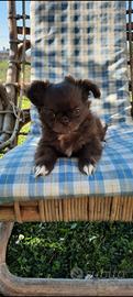 Chihuahua femminuccia cioccolato&latte