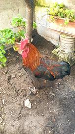 Gallo marans