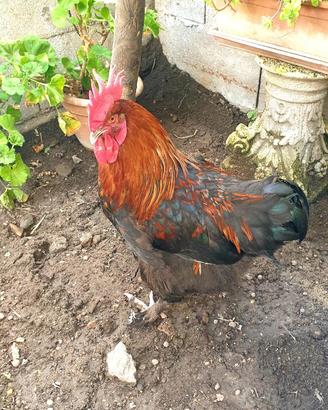 Gallo marans