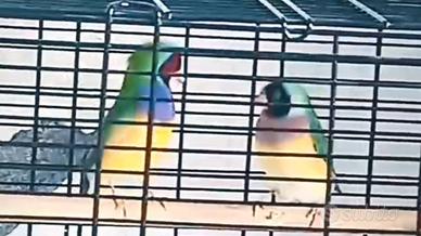 Coppia di "Diamanti di Gould"