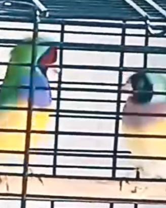 Coppia di "Diamanti di Gould"
