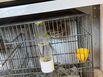 Canarino timbrado spagnolo