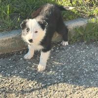 Border collie